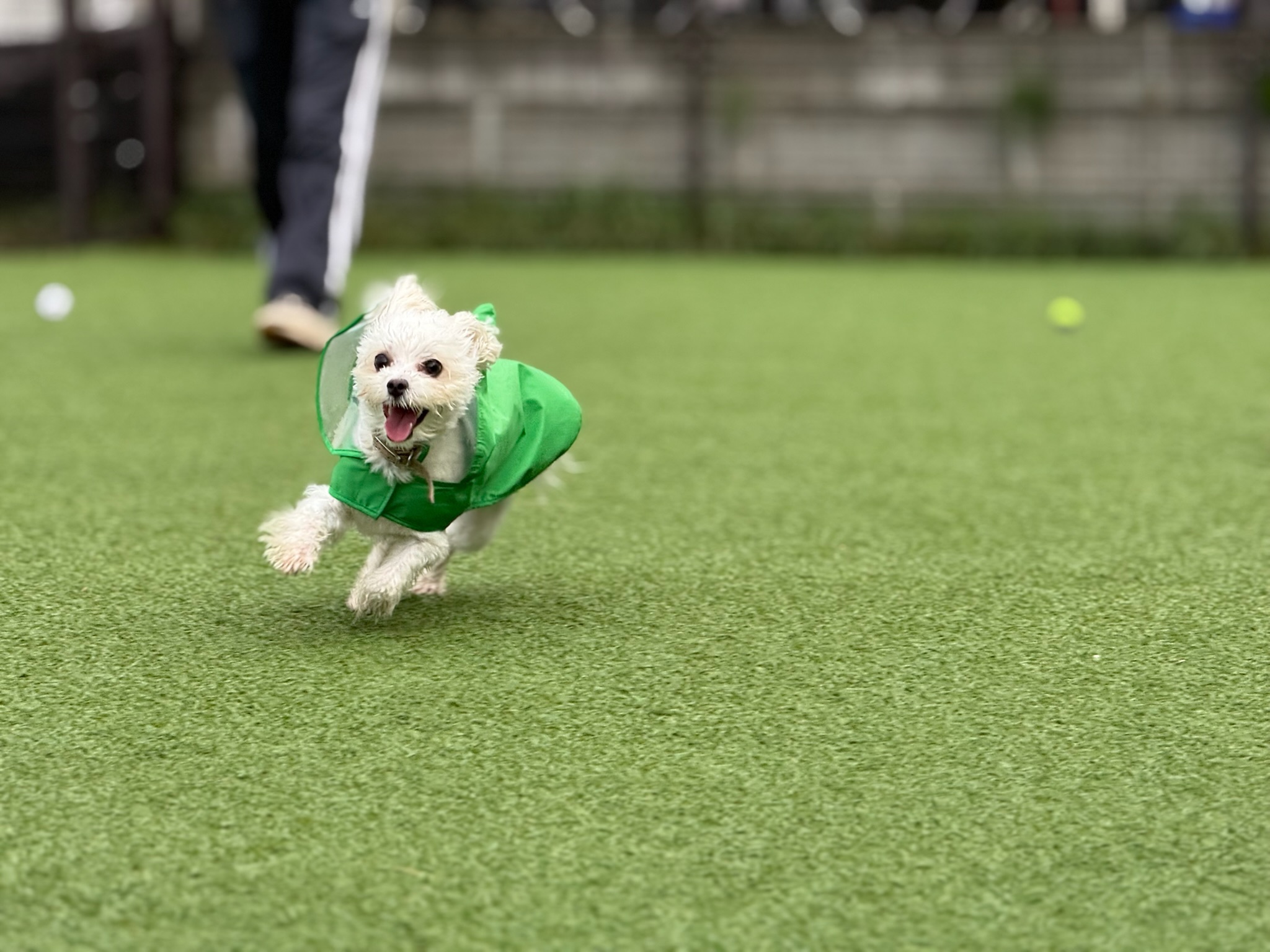 ドッグランで走る犬